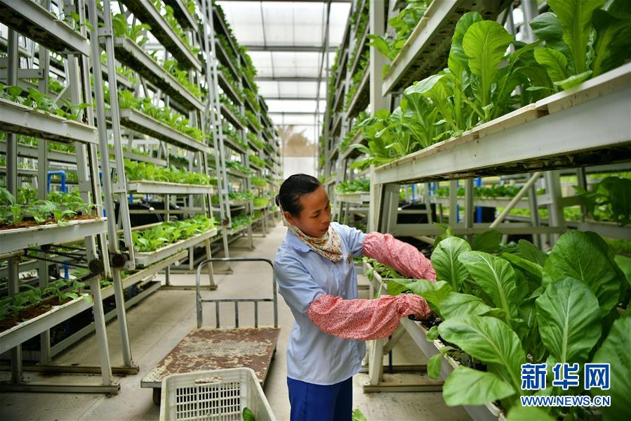 科技助力海南现代农业发展