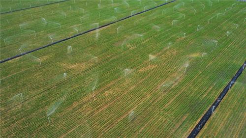 农业水稻公园国家杂交水稻工程技术研究中心试验田日前已完成早稻种植