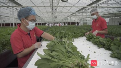 揭秘广州植物工厂,一株菜从种植到收获只需半升纯净水