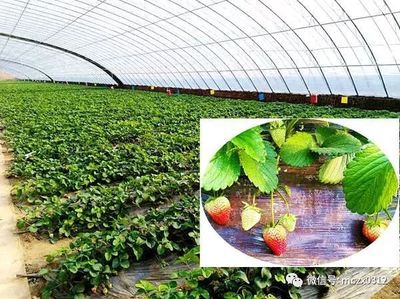【中国草莓之乡】满城区恒农坡高科技产业园草莓品种喜获全国金奖