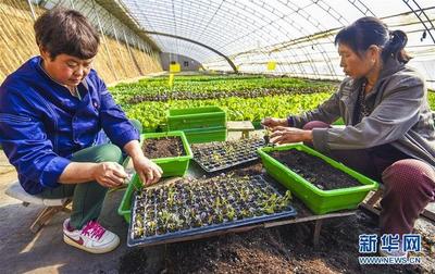 河北霸州:椰糠无土栽培助力现代农业